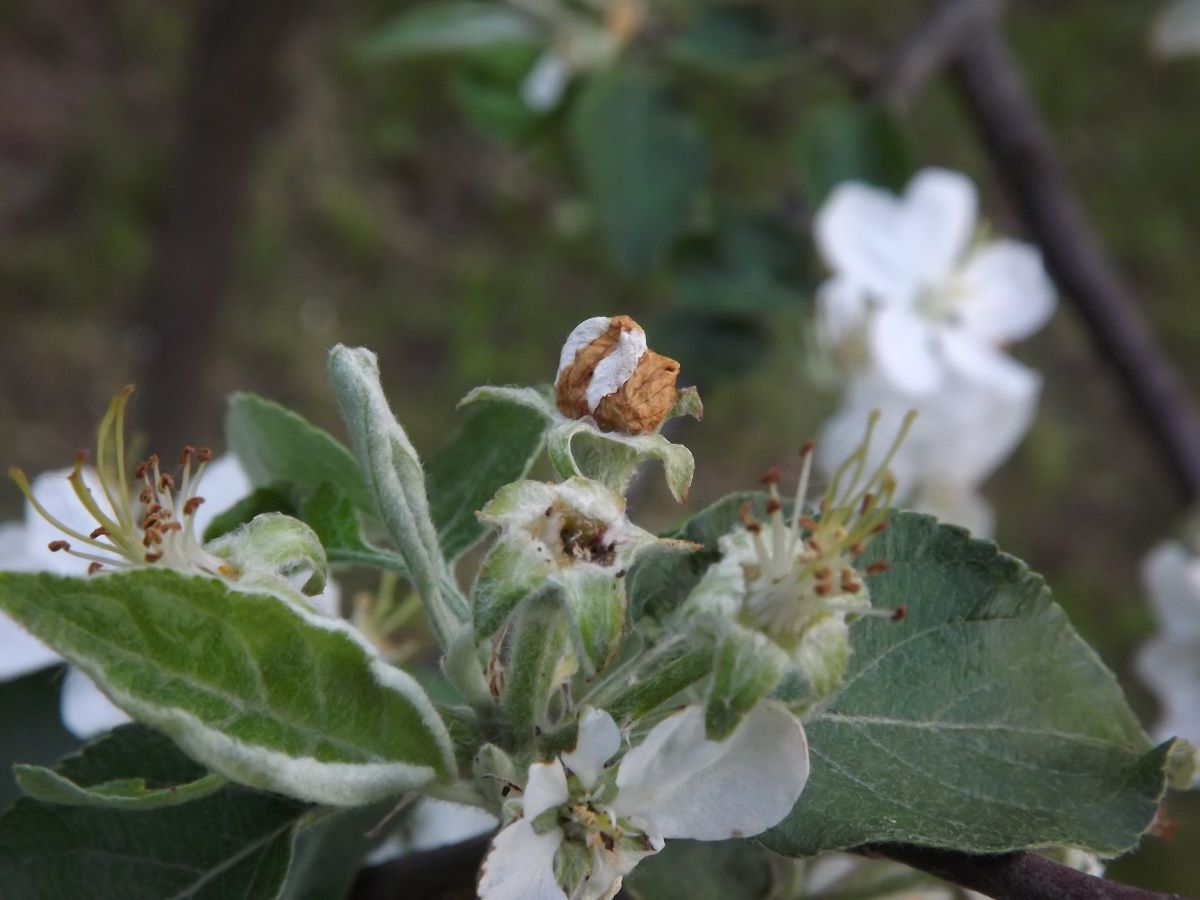 Brązowa kapsułka utworzona z zaschniętych płatków kwiatu skrywa larwę kwieciaka jabłkowca