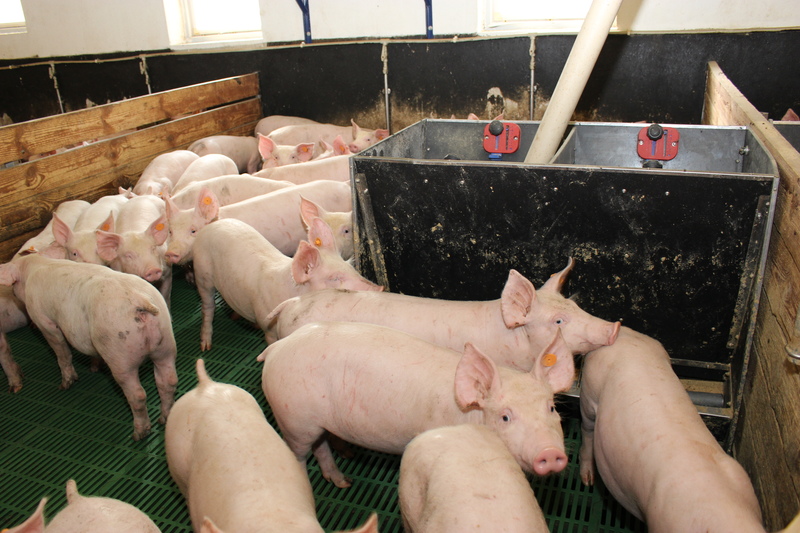 Dzięki specjalnym dodatkom stosowanym do paszy dla świń można stworzyć zwierzętom lepsze warunki w chlewni i ograniczyć emisję szkodliwych gazów