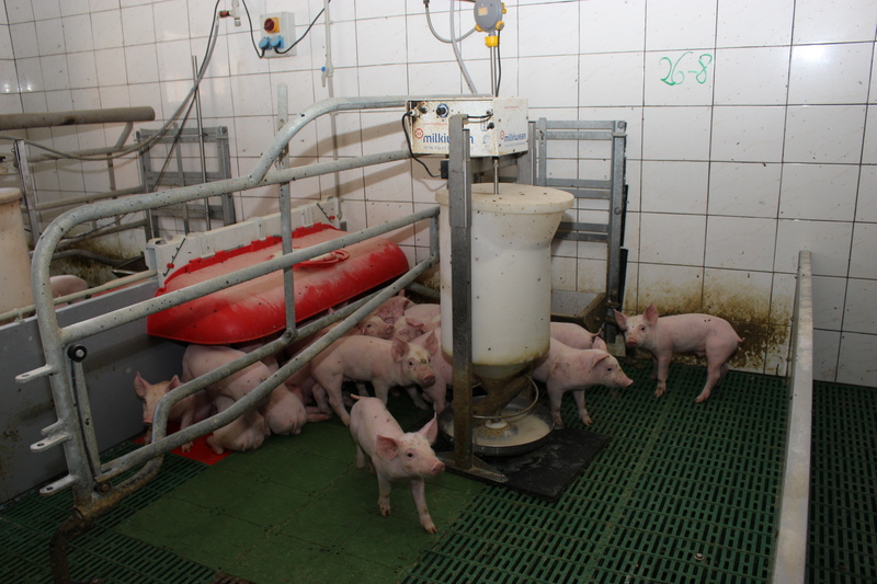 W przypadku odsadzania bardzo małych prosiąt pomocne są systemy dokarmiania płynnym preparatem mlekozastępczym